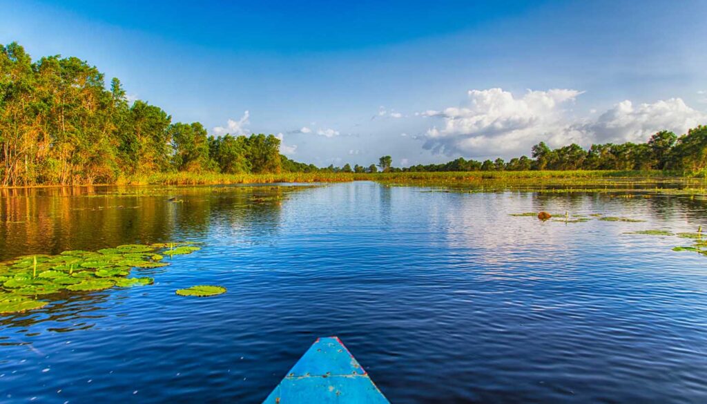 Travelling by boat through Matapica Swamps in Suriname,South America